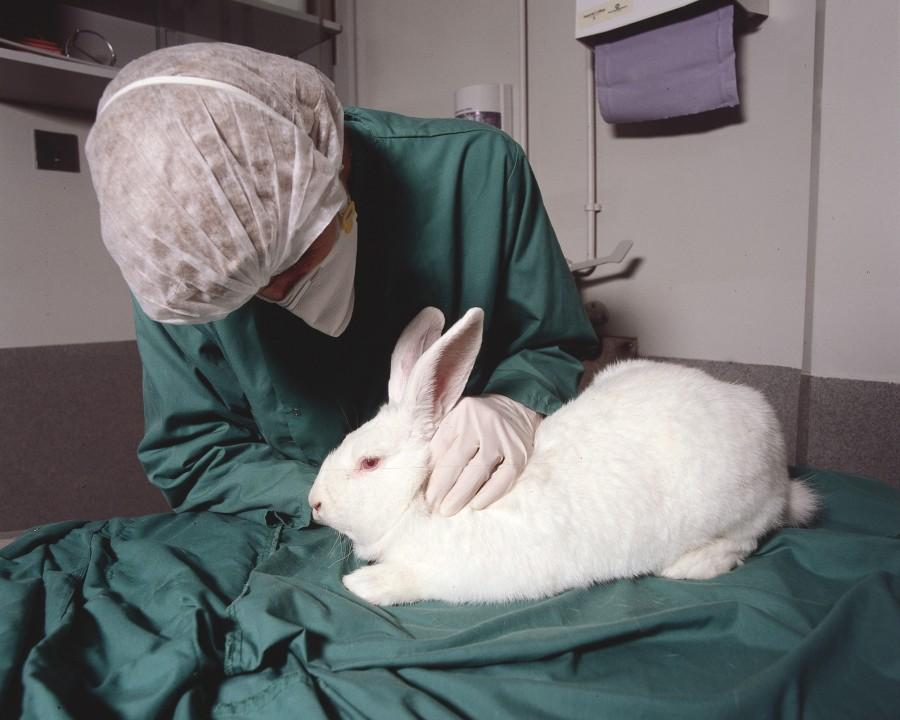 Rabbits are commonly used for eye irritancy tests.