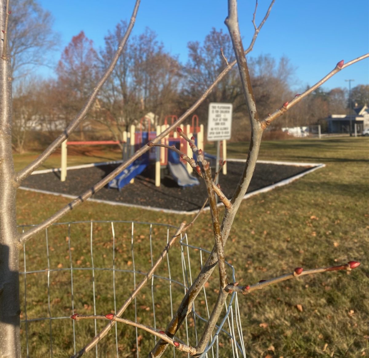 Buds on a newly planted American Linden tree in Meadow Park will bring new growth come spring.